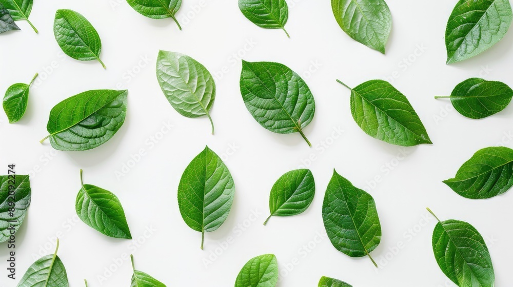 Leaves in green on a white backdrop Leaves in green on a white backdrop
