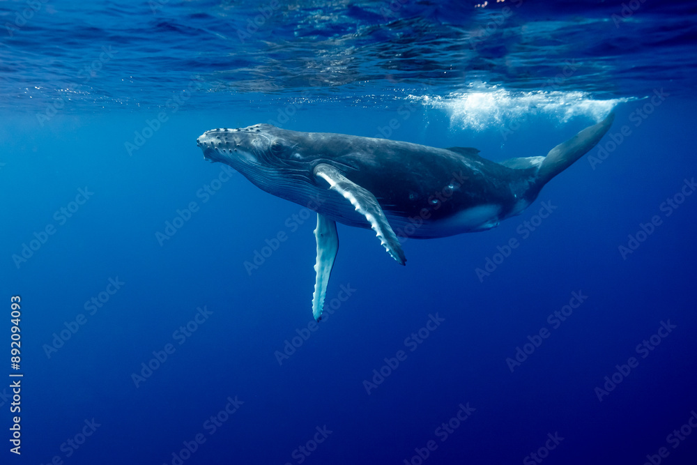 Fototapeta premium Baby Humpback whale playing underwater