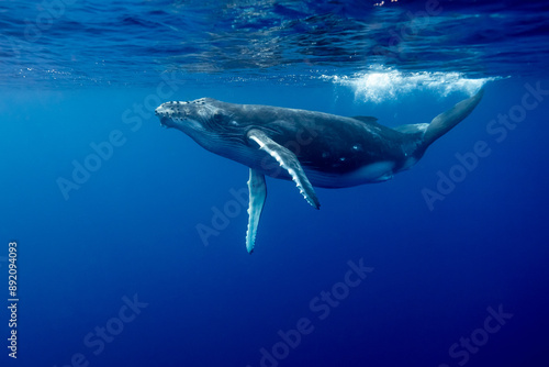 Baby Humpback whale playing underwater photo