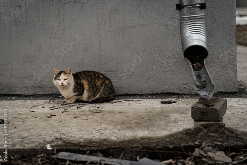 Photography cat