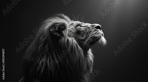 Majestic lion portrait in black and white