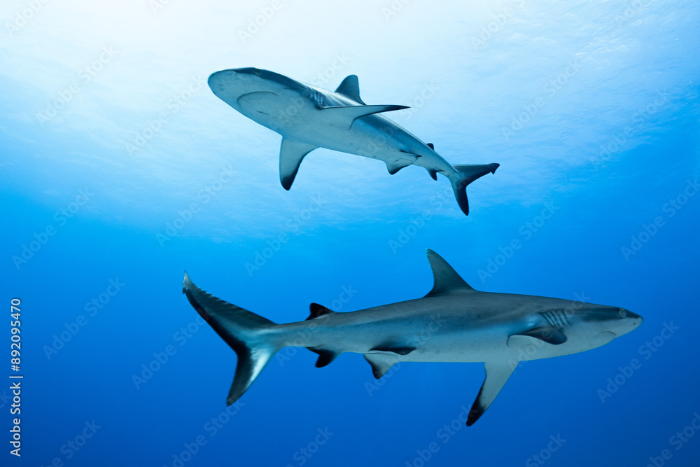 Wall of sharks in Fakarava - Grey reef sharks in blue water Wall of sharks in Fakarava - Grey reef sharks in blue water