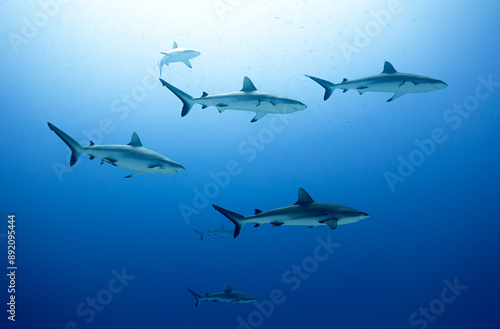 Wall of sharks in Fakarava - Grey reef sharks in blue water