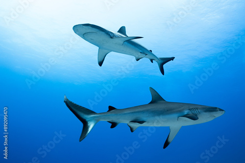 Wall of sharks in Fakarava - Grey reef sharks in blue water
