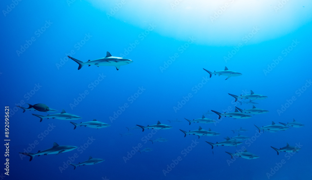 Naklejka premium Sharks in clear blue water in Fakarava Wall of sharks high Quality 
