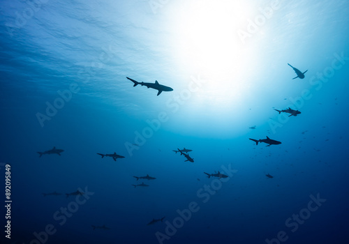 Sharks in clear blue water in Fakarava Wall of sharks high Quality 