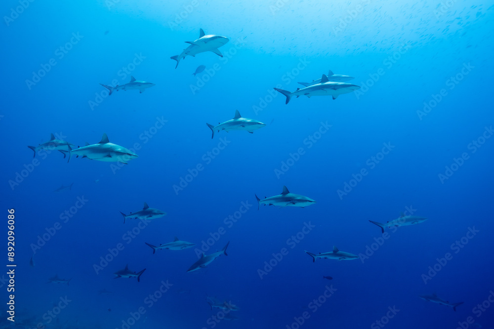 Sharks in clear blue water in Fakarava Wall of sharks high Quality Sharks in clear blue water in Fakarava Wall of sharks high Quality