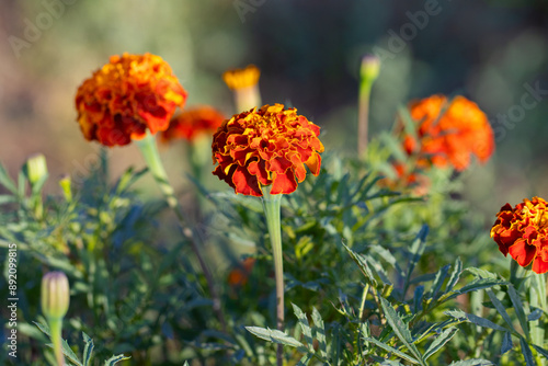 Vibrant Marigold Flowers Blooming in a Garden on a Sunny Day