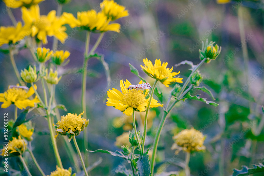 Close-Up of Yellow Wild sunflowers and Butterfly in Natural Setting Close-Up of Yellow Wild sunflowers and Butterfly in Natural Setting