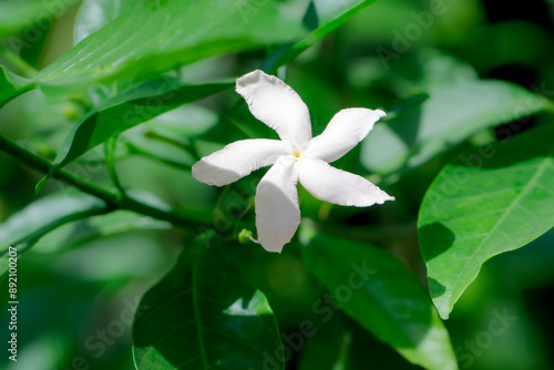 A single jasmine white flower blooms on a lively green branch