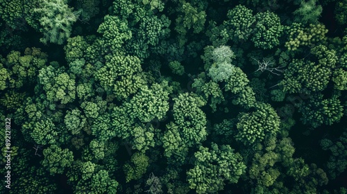 Aerial View of Lush Green Forest Canopy, Nature , Forest , Green , Canopy