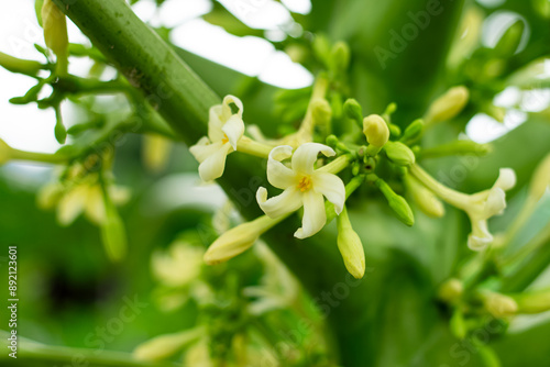 Papaya flowers and buds . Papaya flower is white. Blooming Papay