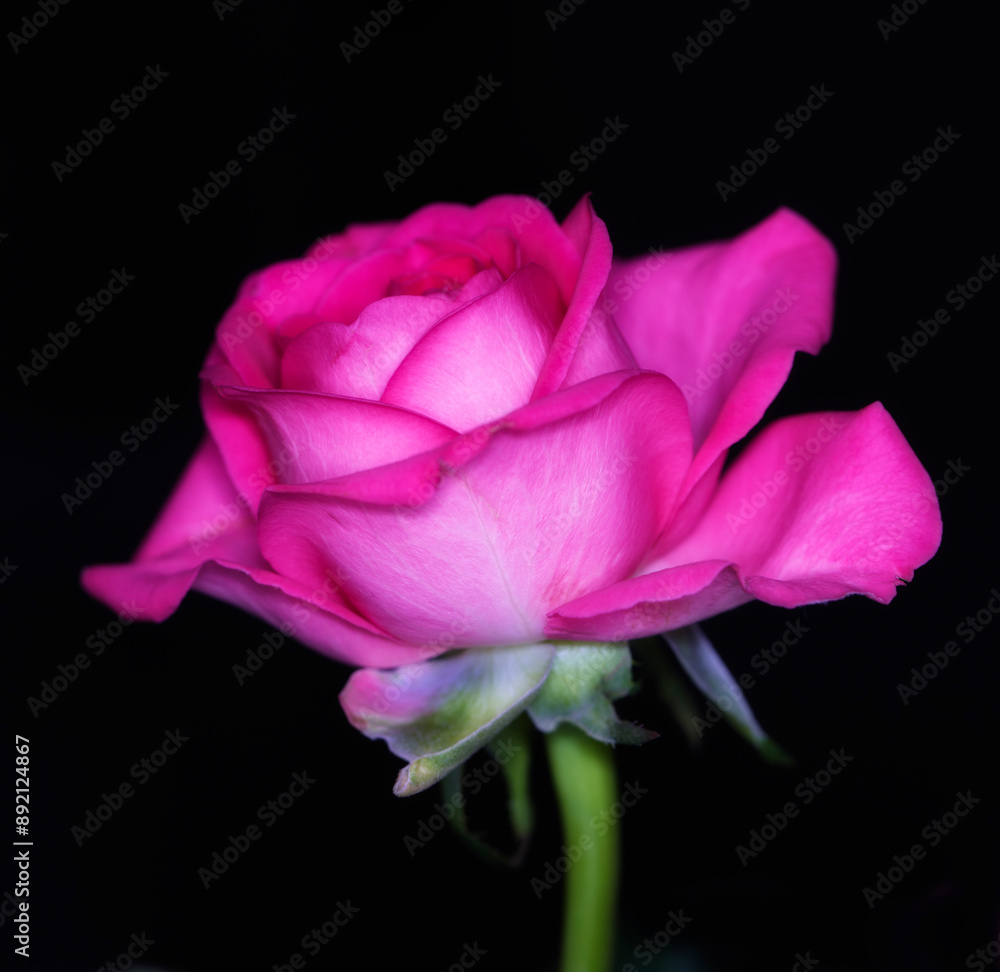 Anniversary, love and valentines day with rose on black background in studio for aroma or romance. Gift, nature and pink flower in dark for gardening, perfume or sustainability of natural environment Anniversary, love and valentines day with rose on black background in studio for aroma or romance. Gift, nature and pink flower in dark for gardening, perfume or sustainability of natural environment