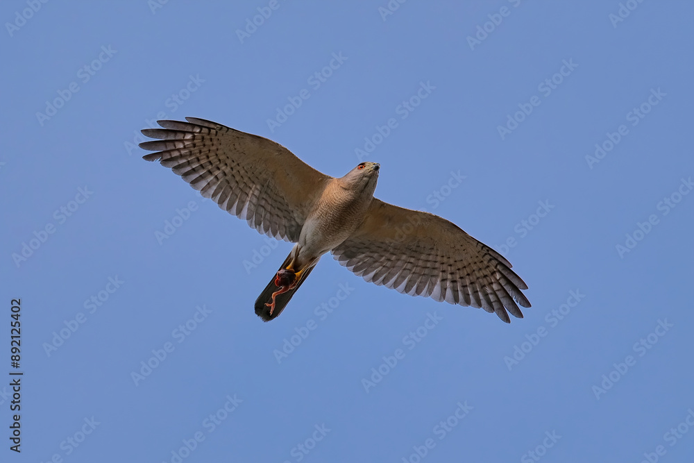 Obraz premium Shikra