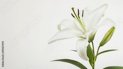 Elegant White Lily Flower