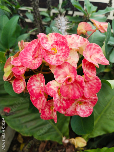 Euphorbia flowers or crown of thorns are ornamental plants that are often found in home gardens
