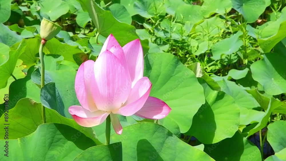 早朝の水辺で、静かに風に揺れている、美しい蓮の花
早朝の水辺で、静かに風に揺れている、美しい蓮の花