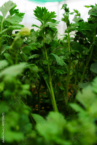 Authentic rows of fresh green lettuce and cilantro plants growing inside a modern greenhouse garden