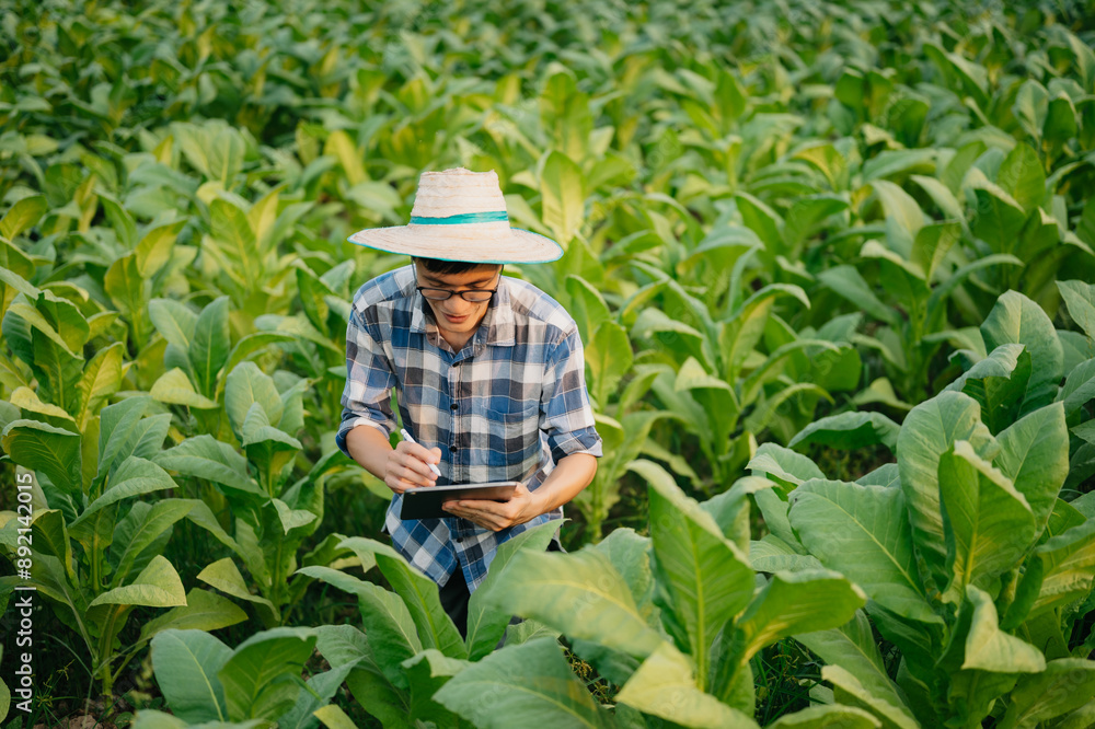Farmers inspecting crops with a digital tablet in a tobacco leaf field, showcasing modern agriculture, technology Farmers inspecting crops with a digital tablet in a tobacco leaf field, showcasing modern agriculture, technology