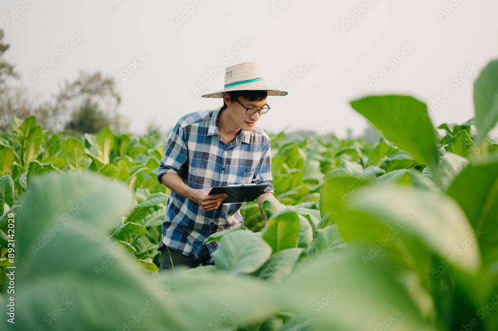 Farmers inspecting crops with a digital tablet in a tobacco leaf field, showcasing modern agriculture, technology Farmers inspecting crops with a digital tablet in a tobacco leaf field, showcasing modern agriculture, technology