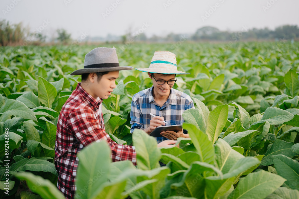Farmers inspecting crops with a digital tablet in Tobacco leaf plant grow at field, showcasing modern agriculture, teamwork, and technology. Farmers inspecting crops with a digital tablet in Tobacco leaf plant grow at field, showcasing modern agriculture, teamwork, and technology.