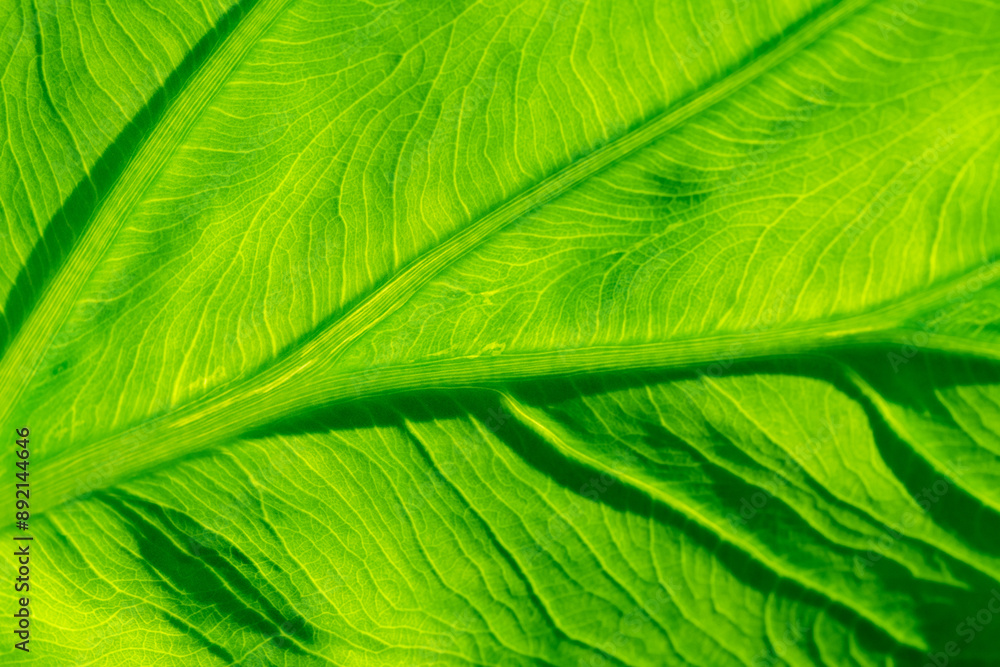 Transmitted sun light photography of adaxial surface of taro (Colocasia esculenta)