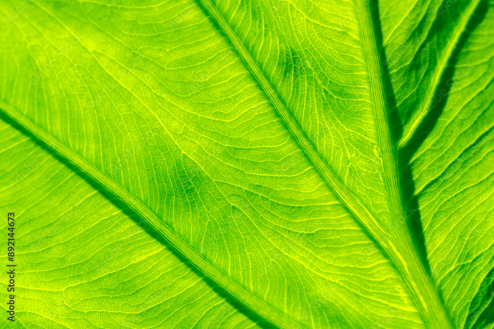 Transmitted sun light photography of adaxial surface of taro (Colocasia esculenta)