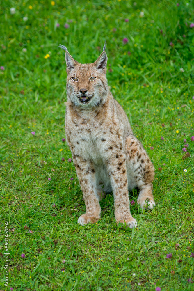 Obraz premium Iberian lynx (Lynx pardinus), lince ibérico
