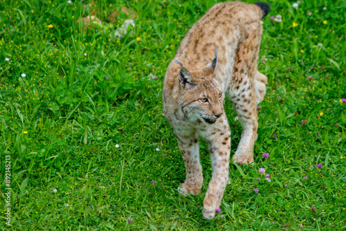 Photography Iberian lynx (Lynx pardinus), lince ibérico