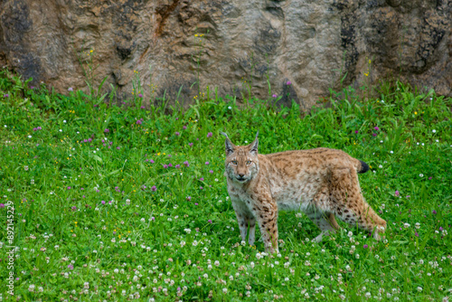 Photography Iberian lynx (Lynx pardinus), lince ibérico