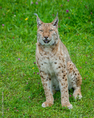 Photography Iberian lynx (Lynx pardinus), lince ibérico