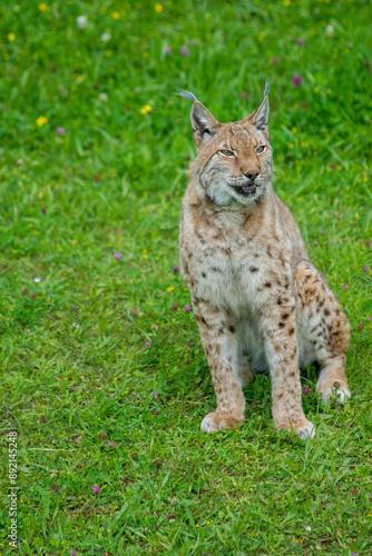 Photography Iberian lynx (Lynx pardinus), lince ibérico