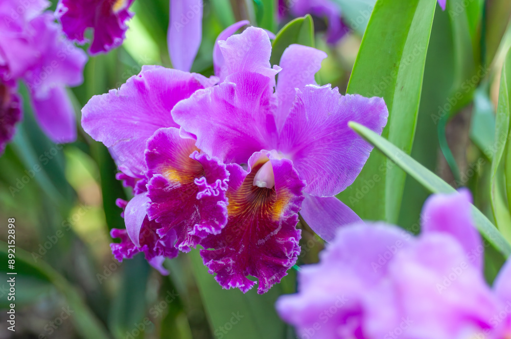 Close-up of vibrant Cattleya orchids in bloom, perfect for botanical, ecological, and orchid collection themes. Close-up of vibrant Cattleya orchids in bloom, perfect for botanical, ecological, and orchid collection themes.