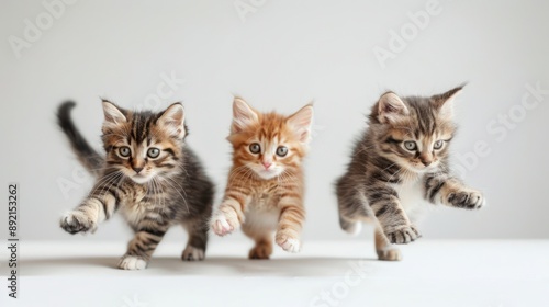 kittens sitting jumping with joy, white background