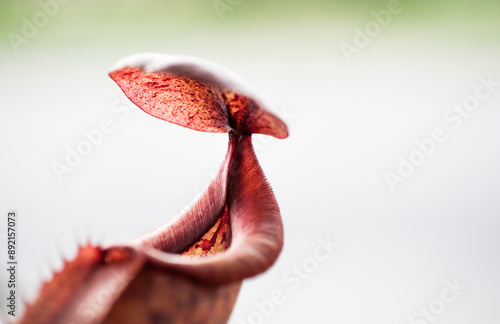 Nepenthes carnivorous plant photo