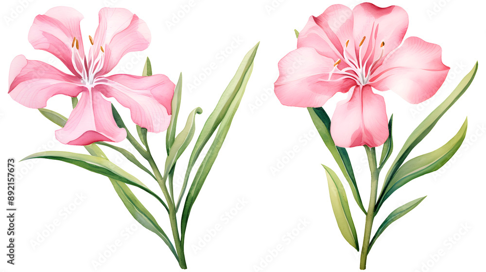 Watercolor nerium oleander flowers set, clipart Watercolor nerium oleander flowers set, clipart