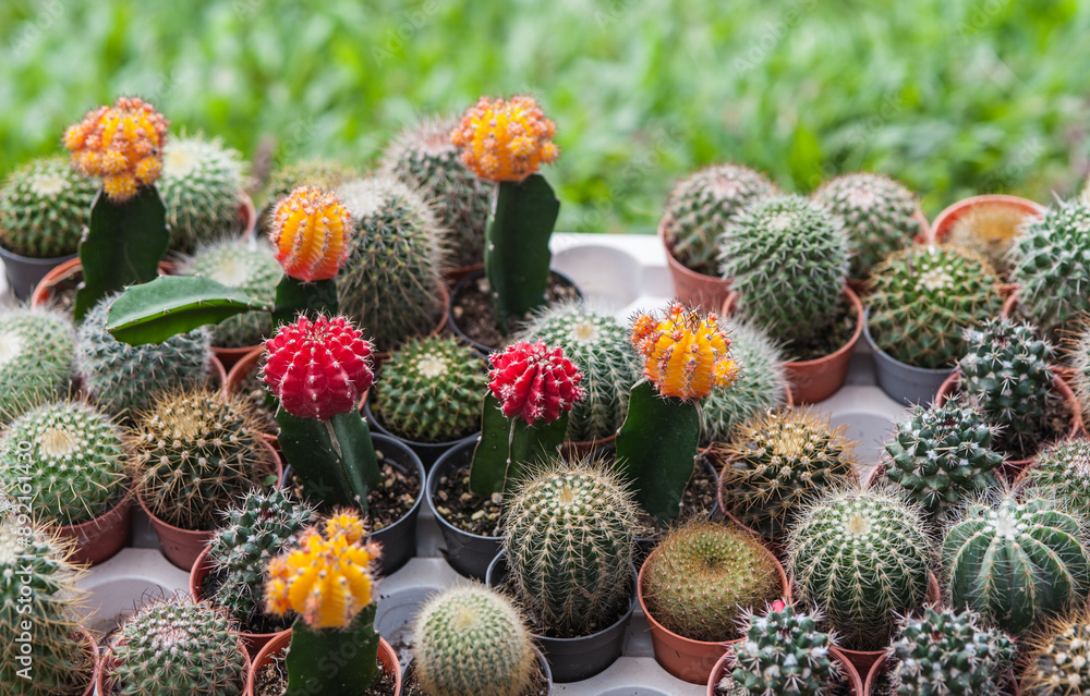 Cactus in a pot Cactus in a pot