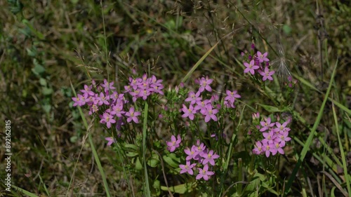 European Centaury in natural ambient (Centaurium erythraea) - (4K) photo