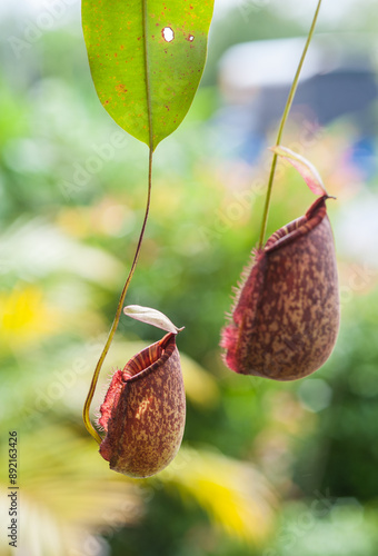 Nepenthes in a hanging pot photo