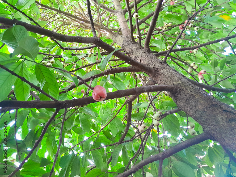 Photo of Jamaican guava tree during the day taken from the bottom position Photo of Jamaican guava tree during the day taken from the bottom position
