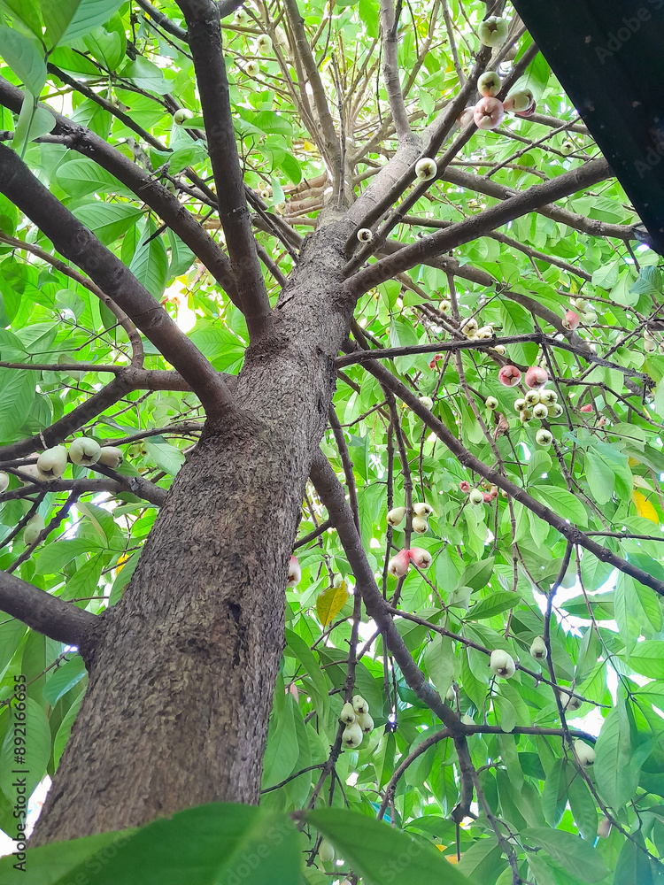 Naklejka premium Photo of Jamaican guava tree during the day taken from the bottom position