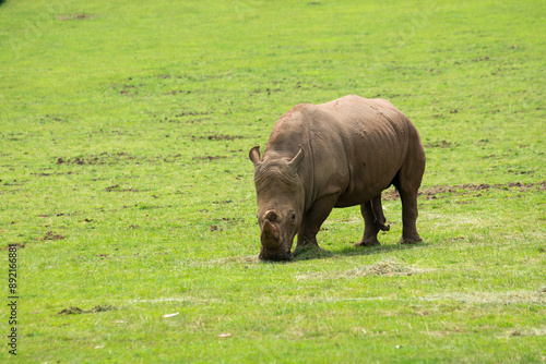 Southern White Rhino or Rhinoceros with oxpeckers in National Park