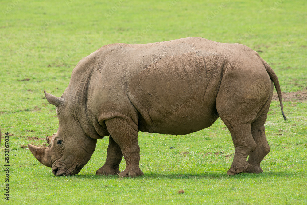 Southern White Rhino or Rhinoceros with oxpeckers in National Park Southern White Rhino or Rhinoceros with oxpeckers in National Park