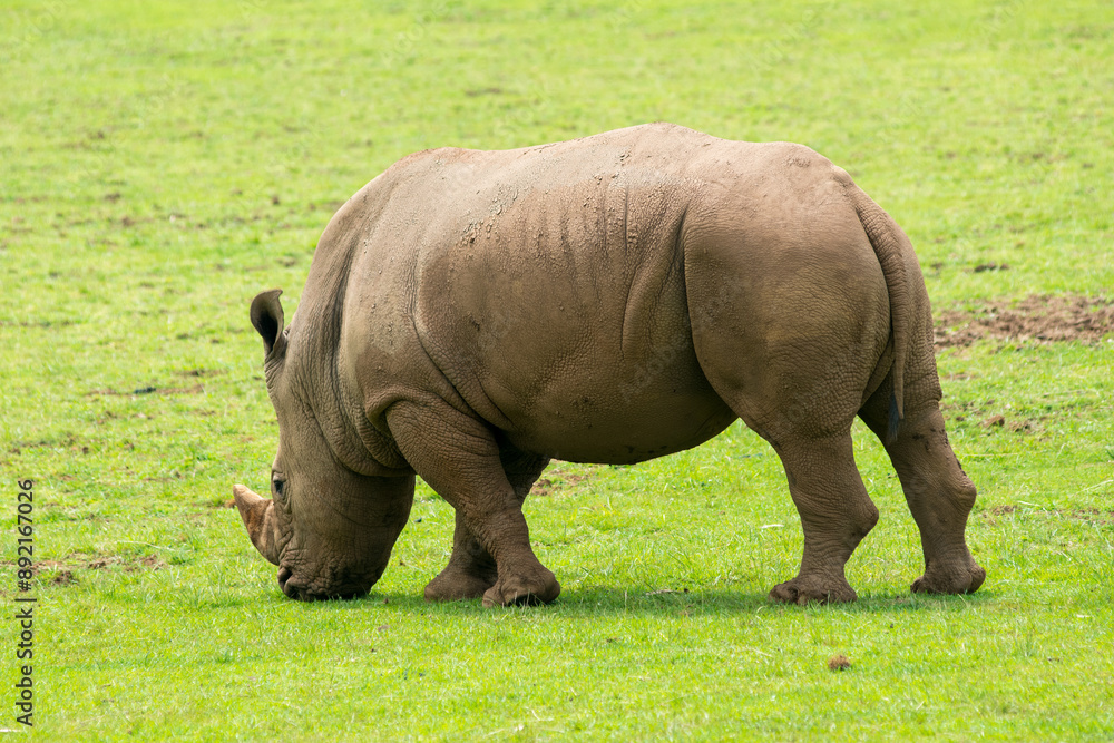 Southern White Rhino or Rhinoceros with oxpeckers in National Park Southern White Rhino or Rhinoceros with oxpeckers in National Park