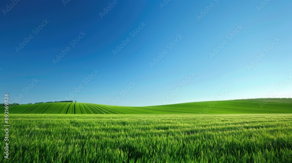 Lush green fields with a clear blue sky, offering a serene and idyllic landscape for wallpaper Lush green fields with a clear blue sky, offering a serene and idyllic landscape for wallpaper