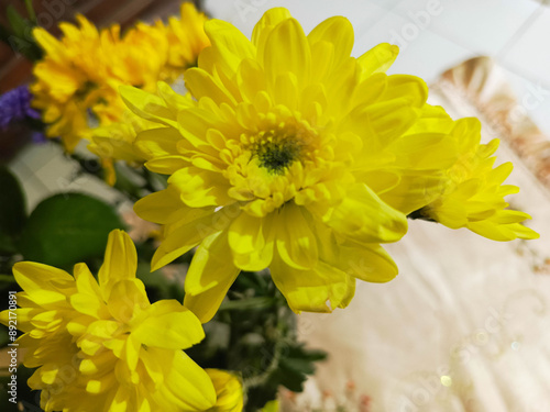 Photo of charming yellow daisies, beautiful to the eye, suitable for magazine front covers and flower seed covers photo