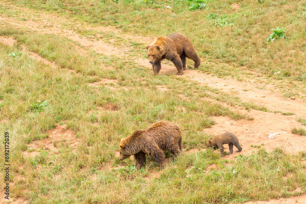 Fototapeta premium Close-up portrait of brown bears (Ursus arctos horribilis) relaxing in the grass at National Park