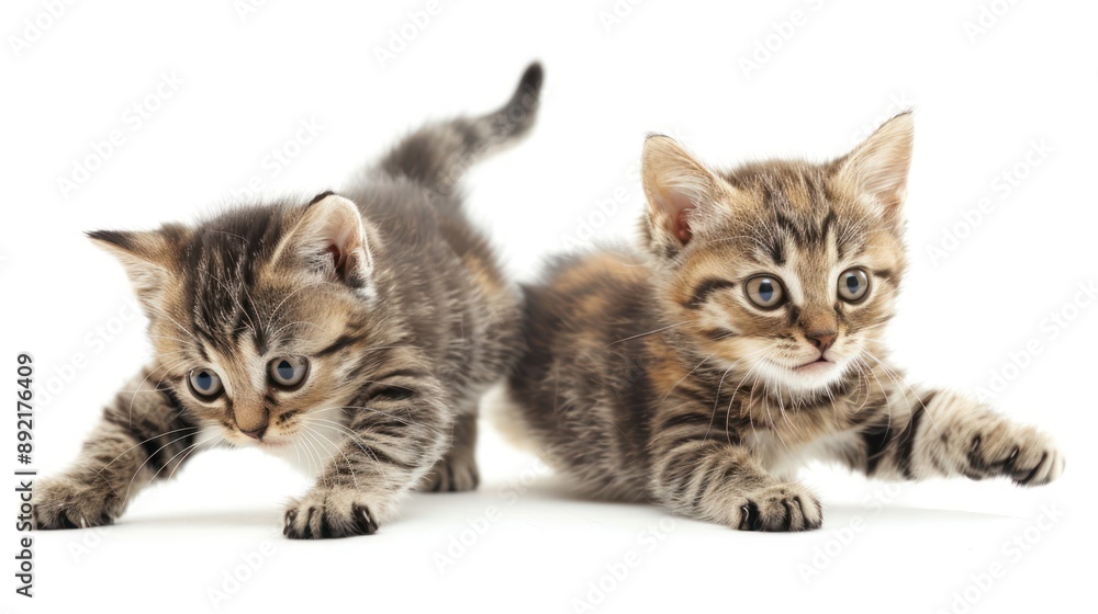 photo of a kittens playing,jumping ,laying, white background photo of a kittens playing,jumping ,laying, white background