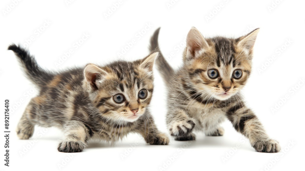 photo of a kittens playing,jumping ,laying, white background