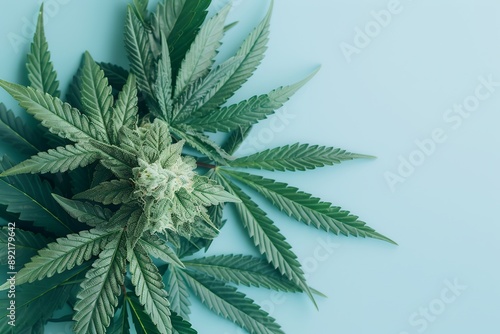 Close up of cannabis bud with leaves on a white background, banner for medical or personal use. Close-up view of a blooming weed flower bud with green leaves isolated on a pastel blue background. Kush photo